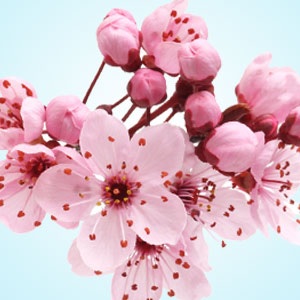 Japanese Cherry Blossom Scent